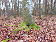 Waldbaden (Shinrin-Yoku)